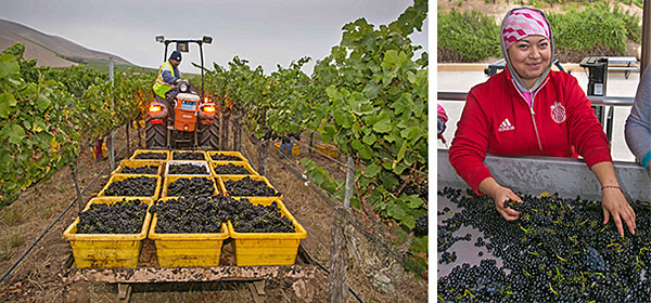 Harvest at Bien Nacido Vineyards