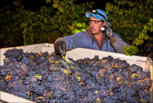 Red wine grapes picked