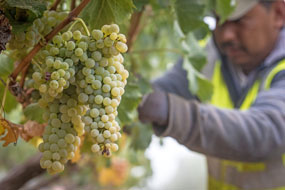 White grapes during harvest
