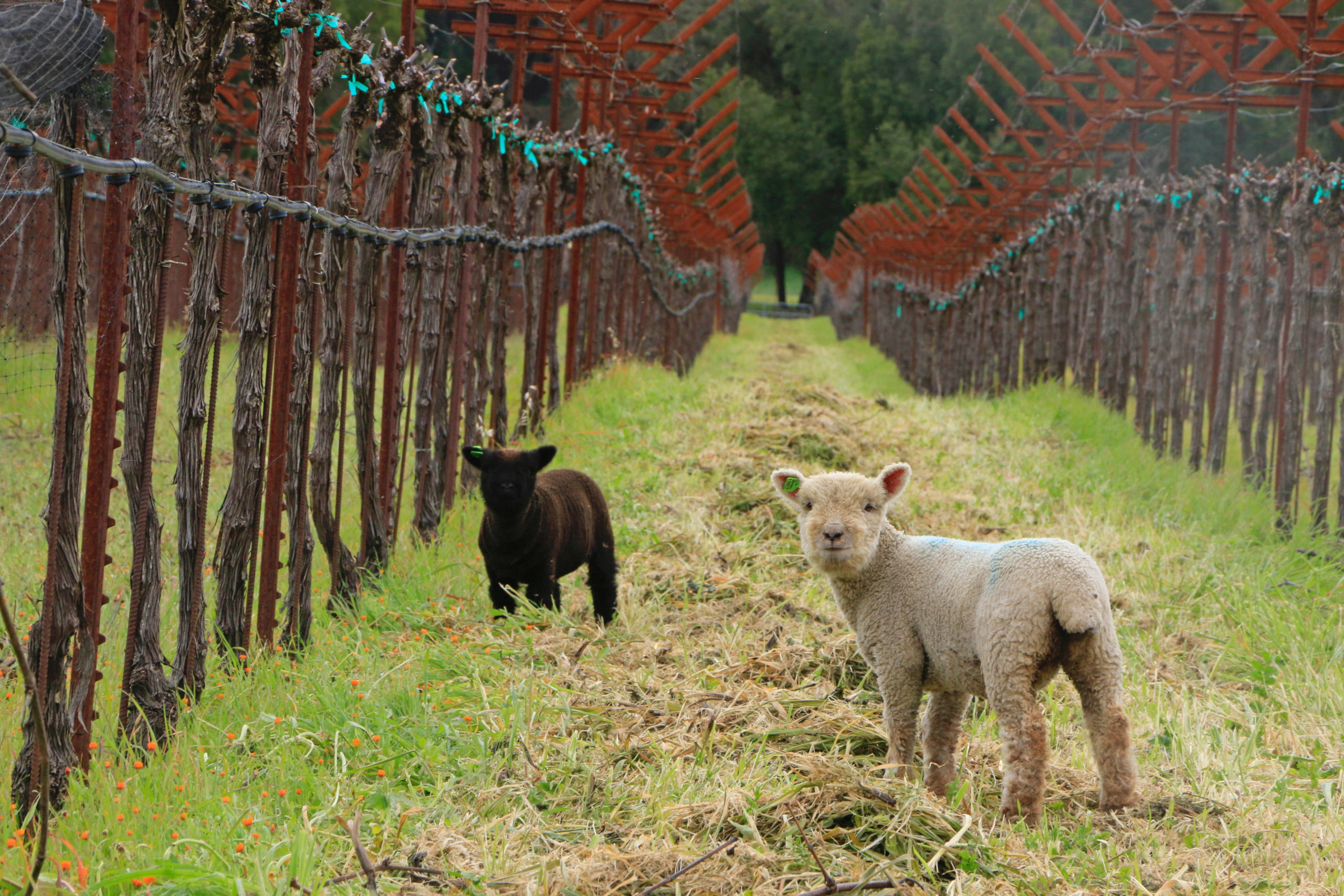 Baby sheep Pennyroyal Farm