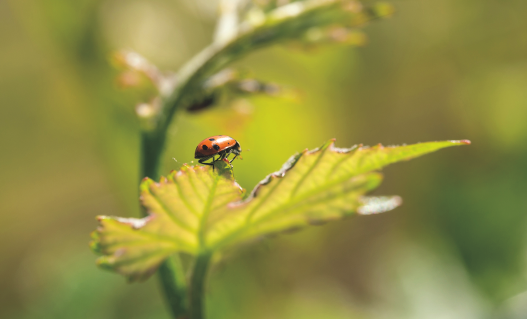 Ladybug on vine leaf