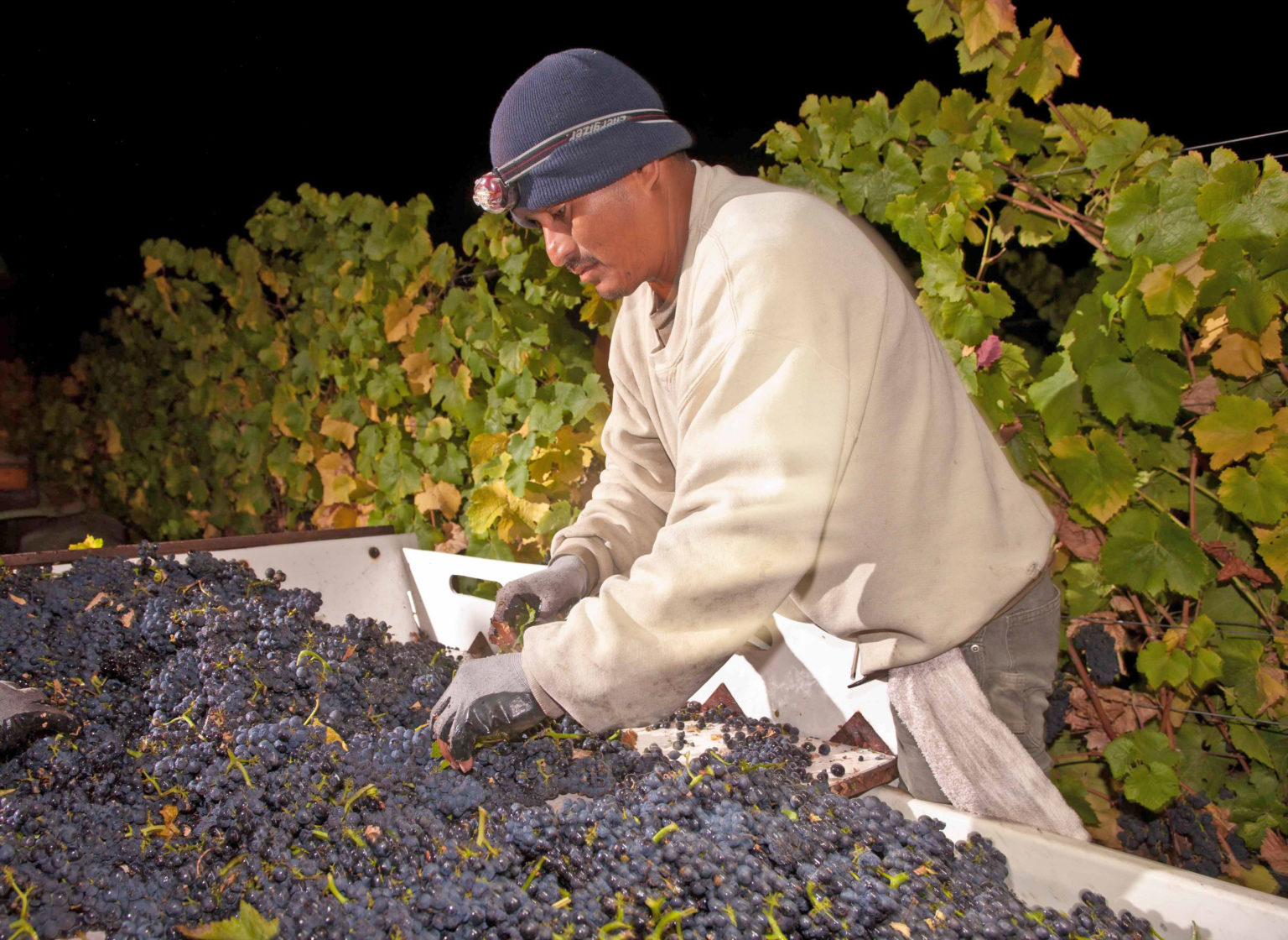 California Wine 2016 Harvest Report Wine Institute
