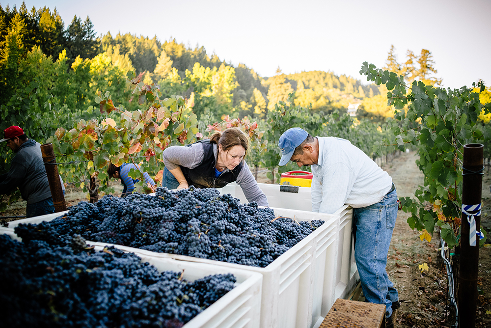 Californian Vintners Report High Quality For 2022 Harvest Wine Institute