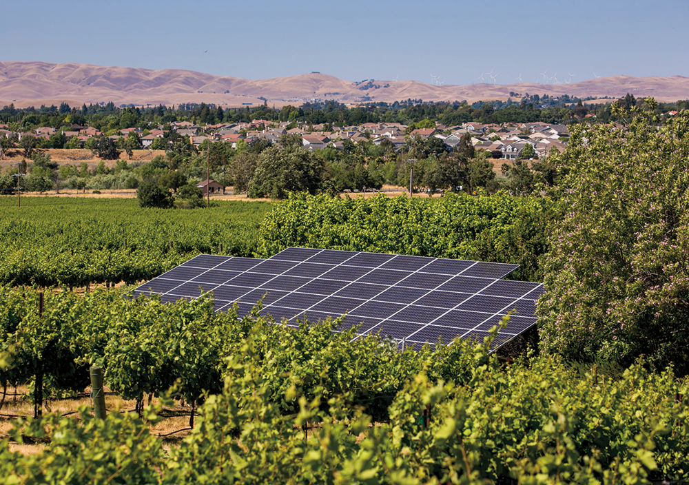 Solar panels in vineyard